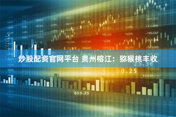 炒股配资官网平台 贵州榕江：猕猴桃丰收
